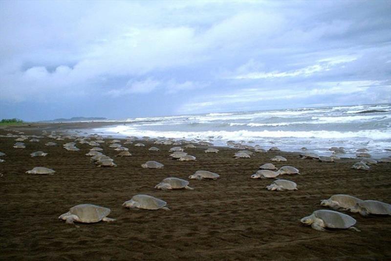Olive ridley sea turtles nesting en masse during an `arribada` on Playa Ostional, Costa Rica on September 9, 2004. - photo © Michael Jensen