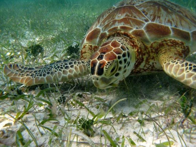Green turtle feeding on seagrasses at Akumal bay, Mexico. photo copyright Robert van Dam taken at  and featuring the Environment class