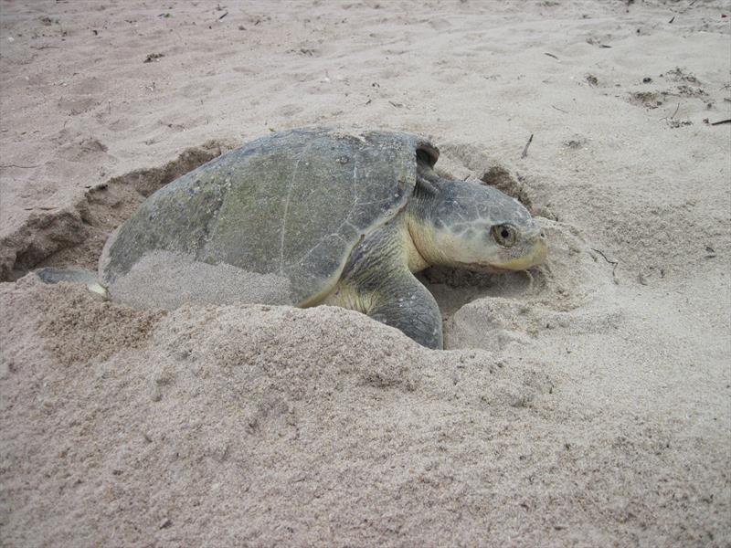 Kemp's ridley sea turtle nesting in Archie Carr National Wildlife Refuge photo copyright Tomo Hirama / Florida Fish and Wildlife Commission taken at  and featuring the Environment class