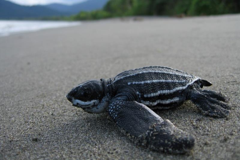 Leatherback turtle hatchling on beach. - photo © NOAA Fisheries