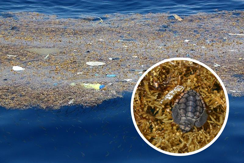 A young sea turtle swims in marine debris and sargassum seaweed. - photo © Florida Fish and Wildlife Conservation Commission