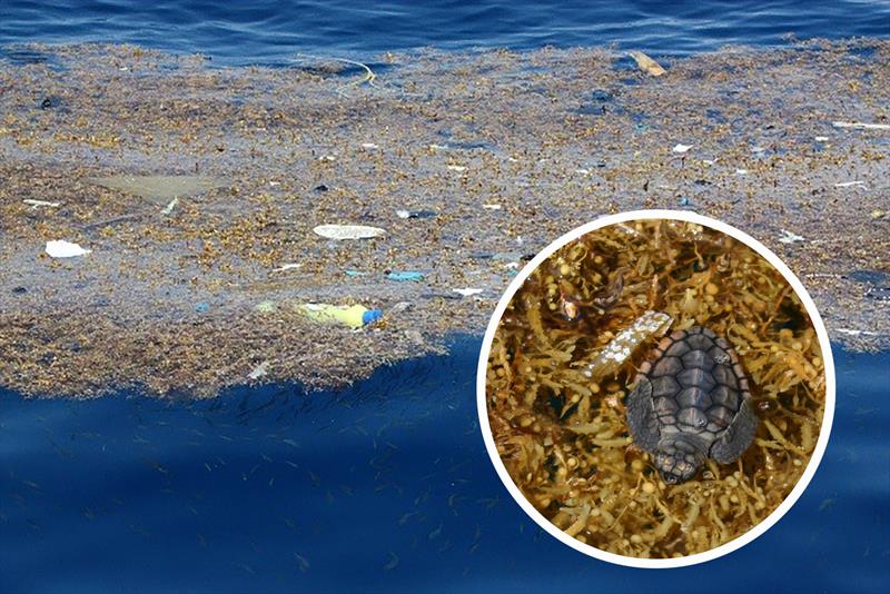 A young sea turtle swims in marine debris and sargassum seaweed photo copyright Florida Fish and Wildlife Conservation Commission taken at  and featuring the Environment class