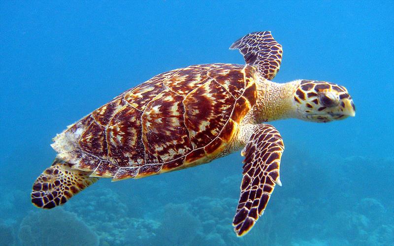 Hawksbill turtle - photo © U.S. Fish and Wildlife Service