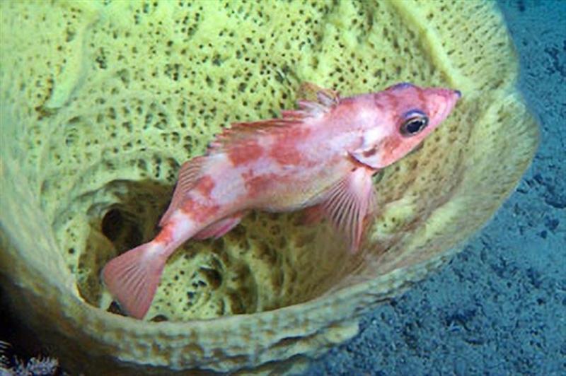 A pregnant sharpchin rockfish shelters within a sponge on the seafloor off Alaska photo copyright NOAA Fisheries taken at  and featuring the Environment class