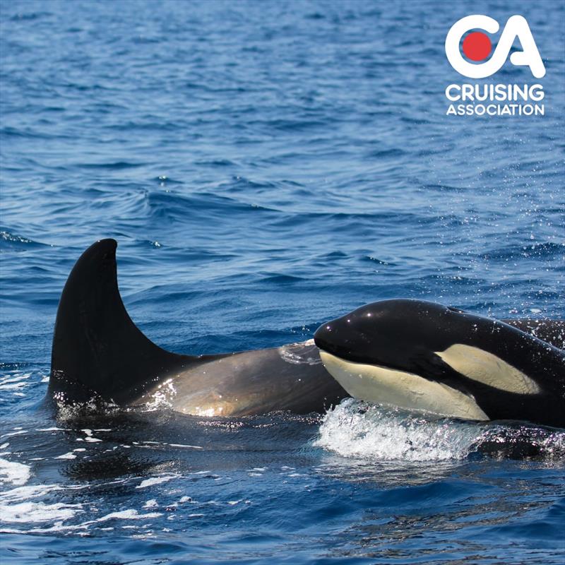 Cruising Association and Groupo Trabajo Orca Atlantica publish results of Orca report submissions photo copyright The Cruising Association taken at  and featuring the Environment class