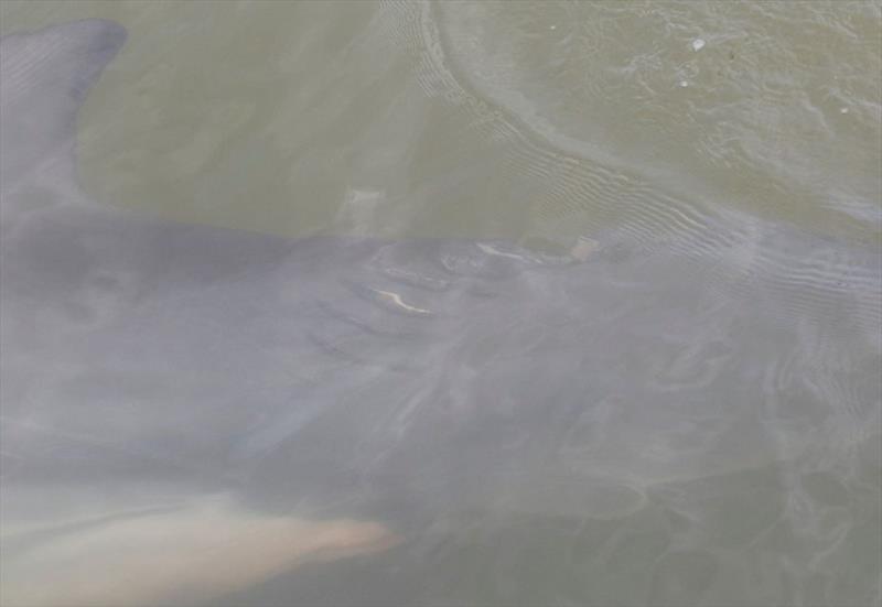 Wounds consistent with a propeller injury along the dolphin's left side. - photo © Texas Marine Mammal Stranding Network