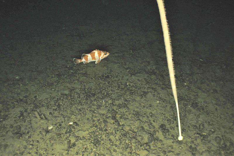 Redbanded Rockfish (Sebastes babcocki) and sea whip (Halipteris willemoesi). - photo © NOAA Fisheries