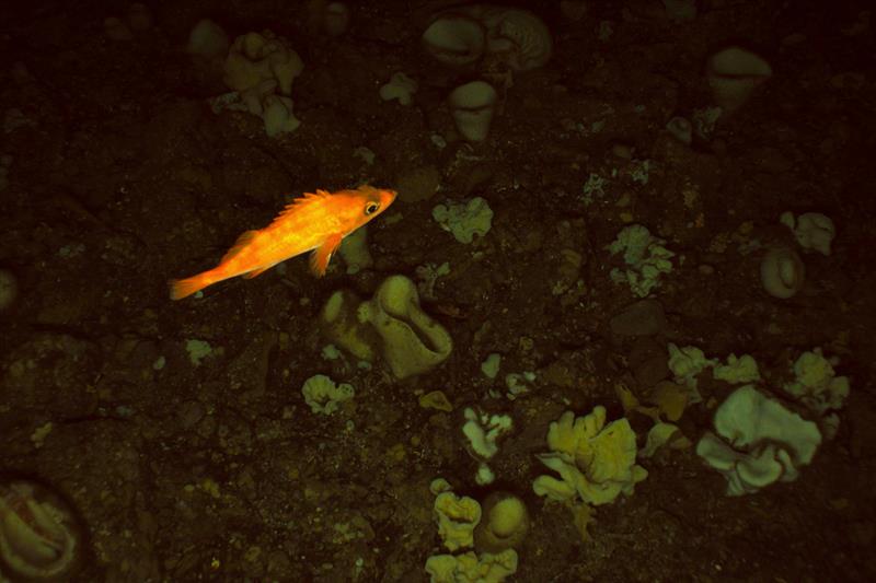 A Sharpchin rockfish (Sebastes zacentrus) swims above a group of glass sponges (Porifera: Hexactinellida) - photo © NOAA Fisheries