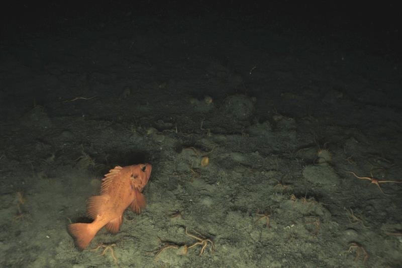 Rougheye rockfish (Sebastes aleutianus) among brittlestars - photo © NOAA Fisheries