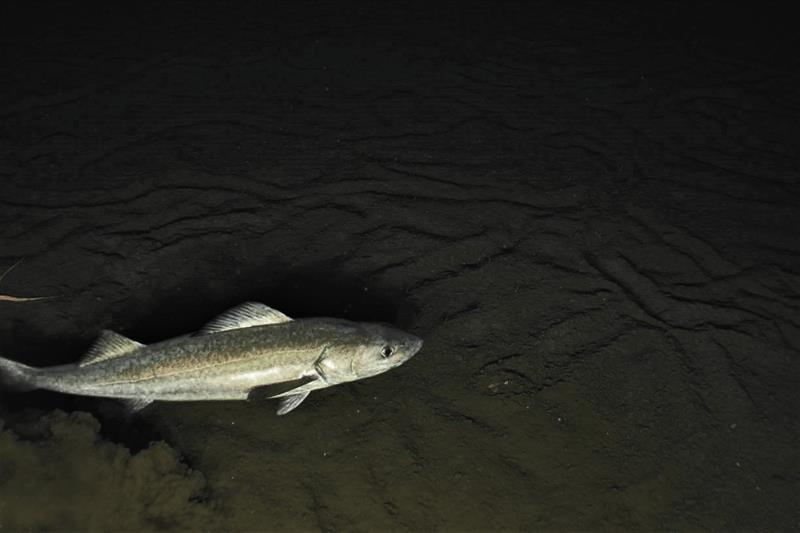 A sablefish swims along the bottom. - photo © NOAA Fisheries