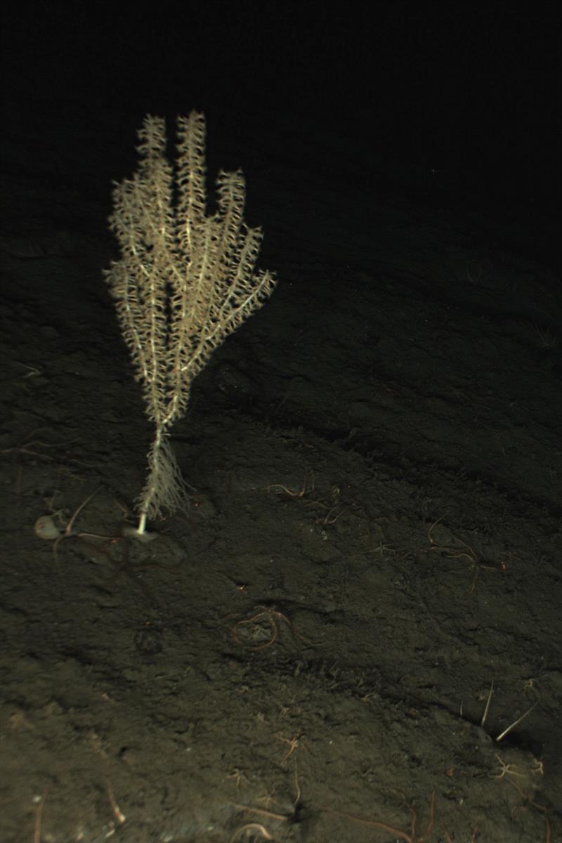 Tentacled Bamboo Coral (Isidella tentaculum) photo copyright NOAA Fisheries taken at  and featuring the Environment class