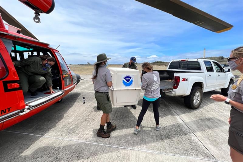 Members of the U.S. Coast Guard, the National Park Service, and The Marine Mammal Center unload Hawaiian monk seal RP92 from a USCG helicopter in Kalaupapa, Moloka?i, on July 8, 2022. - photo © NOAA Fisheries (Permit #18786)