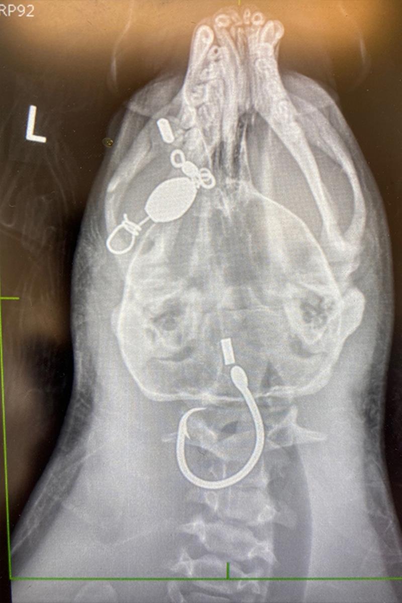 X-rays taken at the Center show a barbed fishing hook lodged over RP92's larynx. - photo © The Marine Mammal Center