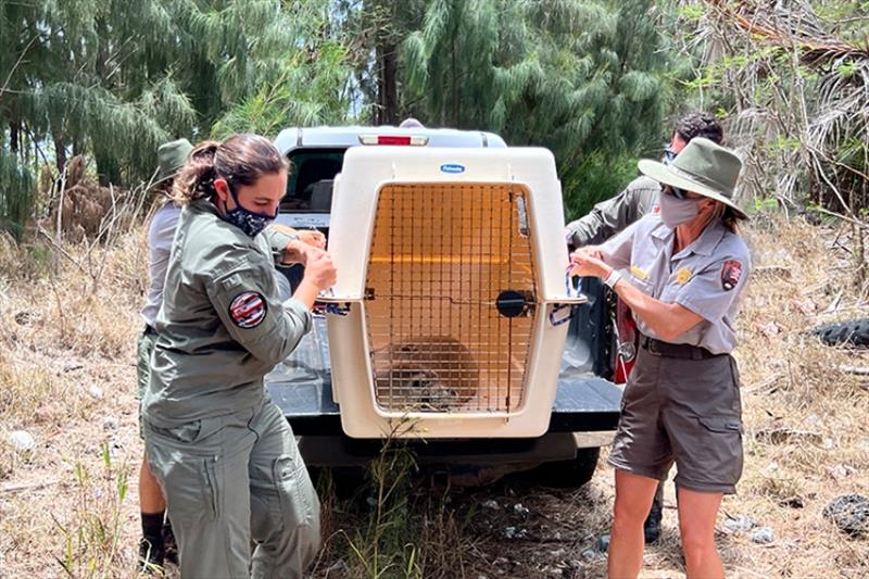 NOAA Fisheries and partners from the National Park Service, the U.S. Coast Guard, and The Marine Mammal Center transport RP92 back home to the beach in Kalaupapa, Moloka?i. - photo © NOAA Fisheries (Permit #18786)