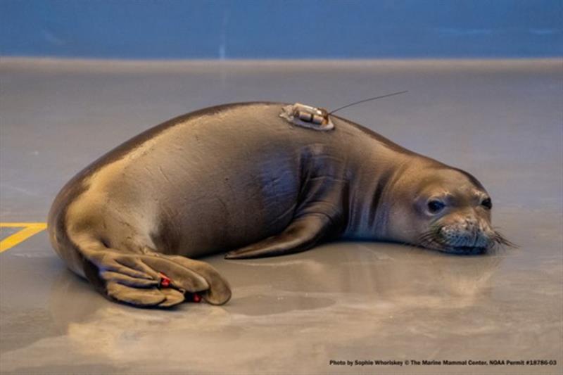 Juvenile male Hawaiian monk seal RP92 is pictured with a temporary satellite tracking tag at Ke Kai Ola, The Marine Mammal Center's hospital on Hawai?i Island, prior to the seal's release. - photo © The Marine Mammal Center (Permit #18786)