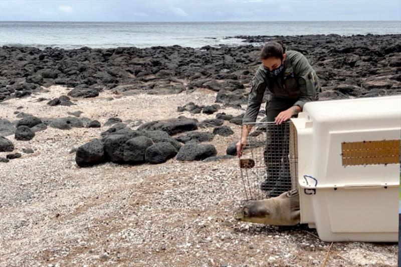 A service member from the U.S. Coast Guard opens the door for RP92's release back home! - photo © NOAA Fisheries (Permit #18786)