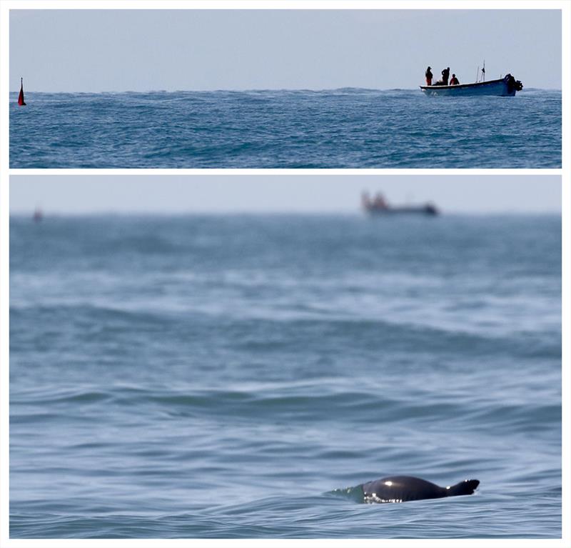 A few moments later, the camera catches the animal with the nick in the dorsal fin swimming near a fishing vessel with a gillnet. The top image shows a closeup of the same vessel. - photo © Todd Pusser