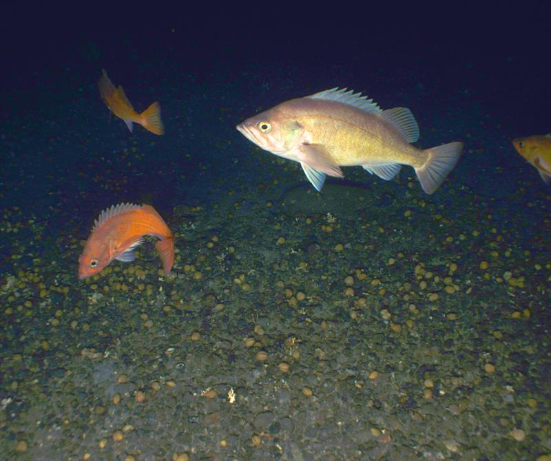 Dusky rockfish (Sebastes variabilis). - photo © NMFS / NOAA - Color correction applied by NOAA Fisheries