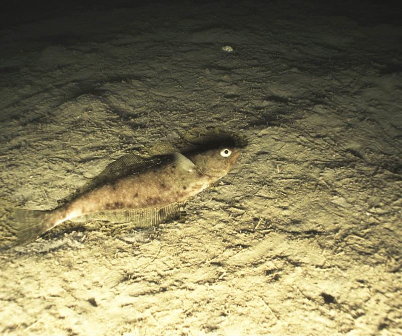 Arrowtooth flounder (Atheresthes stomias) is a relatively large flatfish and one of the most abundant fish in the Gulf of Alaska. It plays an important role in Alaska's complex marine food chain. - photo © NMFS / NOAA - Color correction applied by NOAA Fisheries