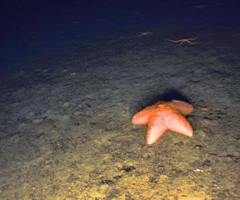 A slime star (Pteraster tesselatus). - photo © NMFS / NOAA - Color correction applied by NOAA Fisheries