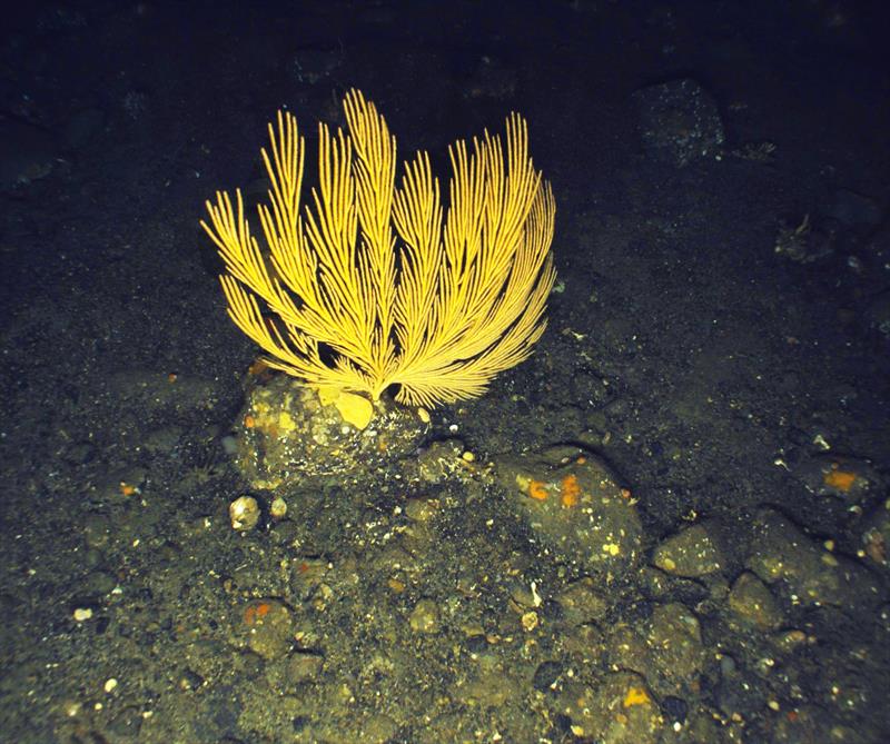 Callogorgia compressa, is a type of soft coral in the family Primnoidae. Callogorgia have a fan shaped body structure that often serves as a habitat for other organisms. Certain brittle stars have a commensal relationship with these corals photo copyright NMFS / NOAA - Color correction applied by NOAA Fisheries taken at  and featuring the Environment class