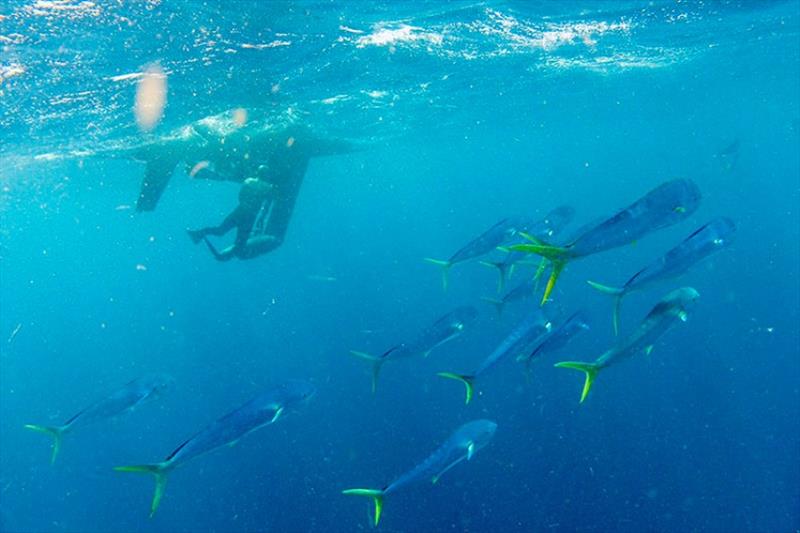 A school of mahi mahi swim by SD 1079 as it gets a bottom cleaning from the GEOMAR team. - photo © Martin Visbeck / GEOMAR Helmholtz-Zentrum für Ozeanforschung Kiel