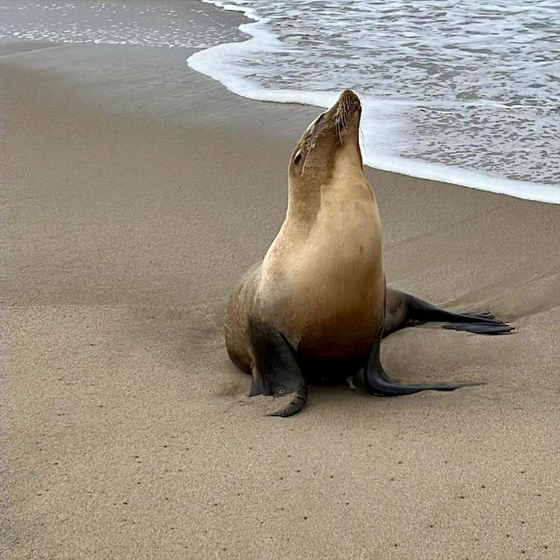 Symptoms of domoic acid poisoning in sea lions include seizures, bobbing heads, erratic behavior, and bulging eyes, and can sometimes lead to death photo copyright Channel Islands Marine and Wildlife Institute under permit #18786-06 taken at  and featuring the Environment class