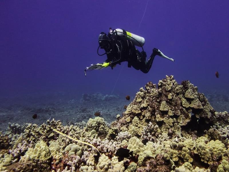 Scientific divers conducted visual assessments of coral bleaching during the 2019 bleaching event in Lana?i - photo © NOAA Fisheries