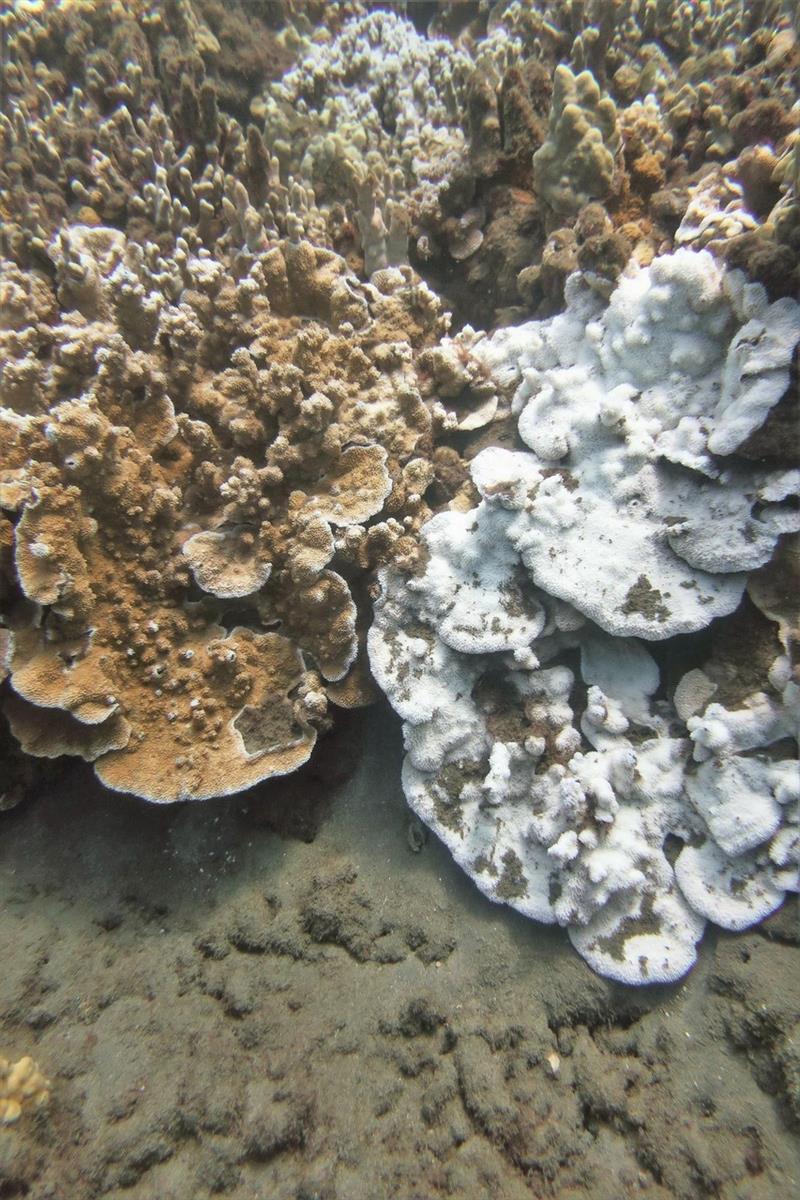 Variability in bleaching even occurred within species. Here, side by side healthy (left) and bleached (right) colonies of Montipora capitata were observed offshore of Lahaina, Maui during the 2019 bleaching event - photo © NOAA Fisheries