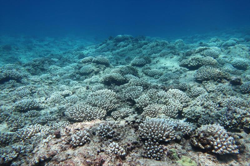 A field of starkly bleached Acropora corals in French Frigate Shoals observed in August 2019 - photo © NOAA Fisheries