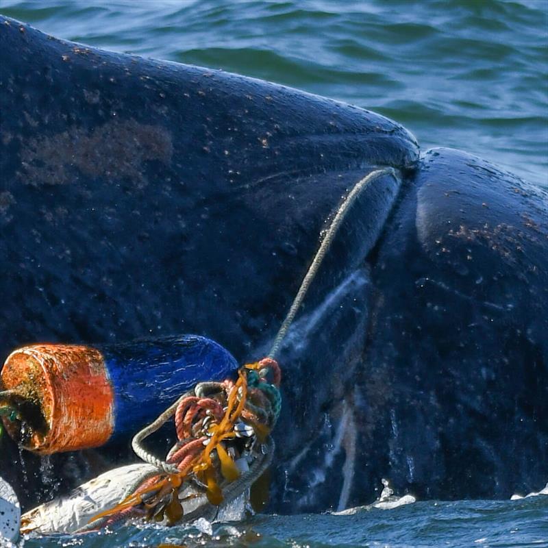 Crab fishing gear from Oregon entangled the humpback whale, cutting into its flesh - photo © SeaWorld San Diego / MMHSRP Permit #18786-06