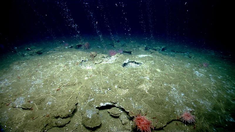 A seep of methane bubbles up from the seafloor - photo © NOAA Office of Ocean Exploration and Research