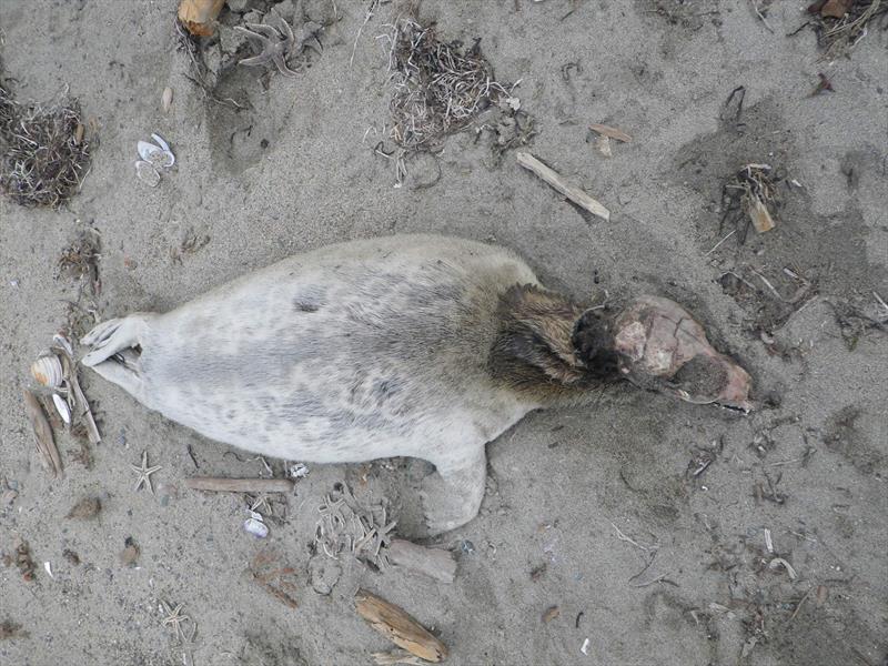 Ringed seals, listed as threatened under the Endangered Species Act, are one of three pinniped species included in the Alaska Ice Seal UME - photo © Gay Sheffield / University of Alaska Fairbanks, Alaska Sea Grant