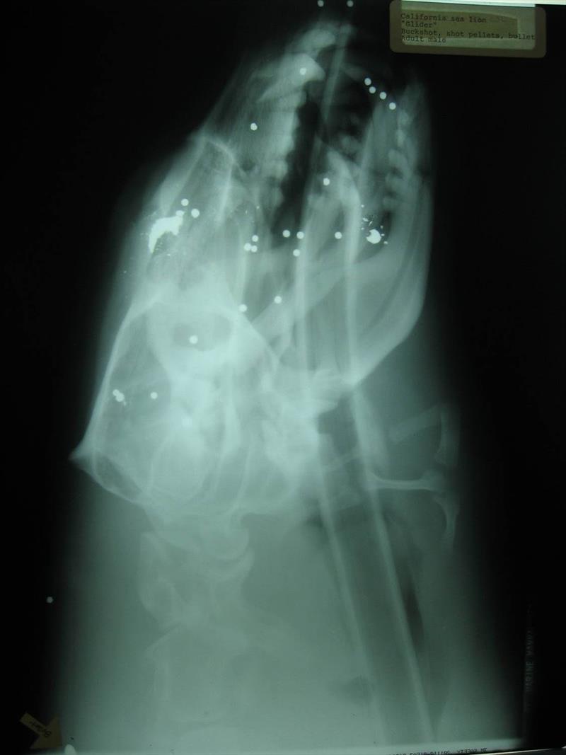 Despite legal protection, marine mammals are still found with injuries consistent with gunshots. On a radiograph of “Glider” – an adult male California sea lion – the bright dots show evidence of bullets, buckshot, and shot pellets in head and mouth area - photo © The Marine Mammal Center