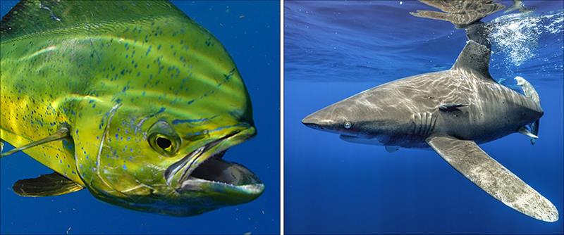 Left: What do mahimahi eat? A new collaborative program with fishermen aims to find out. Credit: NOAA Fisheries. Right: To protect oceanic whitetip sharks, a new rule prohibits the use of wire leaders in favor of monofilament leaders - photo © Andy Mann