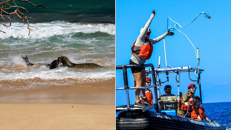 Left: Two monk seals get into a scuffle at the water's edge. Credit: NOAA Fisheries/Joseph Bennington-Castro. Right: NOAA staff practice catching a buoy with a grappling hook as part of whale disentanglement training - photo © NOAA Fisheries / Cameron Dabney
