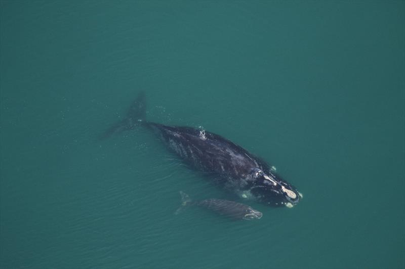 North Atlantic right whale Medusa and calf - photo © Clearwater Marine Aquarium Research Institute, taken under NOAA permit 20556-01