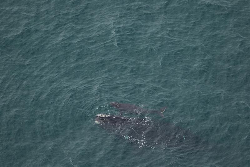 North Atlantic right whale #1711 and new calf - photo © Clearwater Marine Aquarium Research Institute and U.S. Army Corps of Engineers