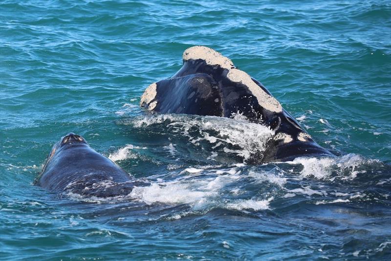 North Atlantic right whale Pilgrim and calf - photo © Florida Fish & Wildlife Conservation Commission, under NOAA permit #20556-01