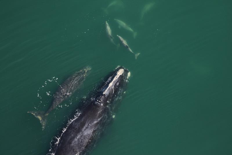 North Atlantic right whale Spindle and newborn calf - photo © Clearwater Marine Aquarium Research Institute (NOAA permit #20556-01)