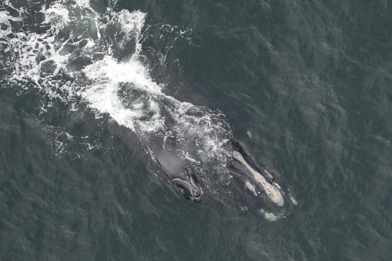 North Atlantic right whale Viola and calf - photo © Clearwater Marine Aquarium Research Institute, taken under NOAA permit #20556-01