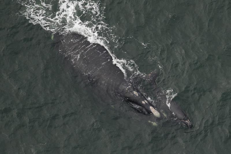 North Atlantic right whale Aphrodite and calf - photo © Clearwater Marine Aquarium Research Institute, taken under NOAA permit #20556-01