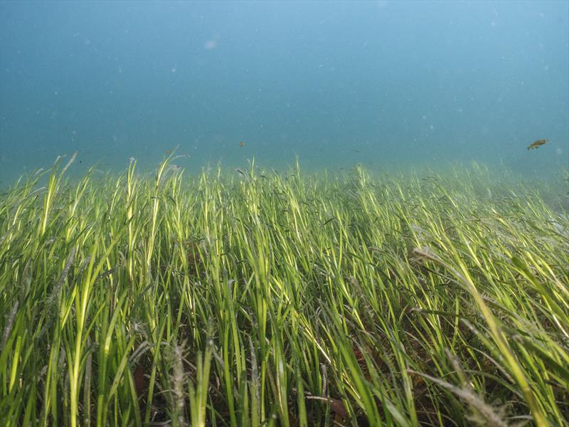 Global project launched to facilitate seagrass conservation by sailing community photo copyright Ocean Conservation Trust taken at  and featuring the Environment class