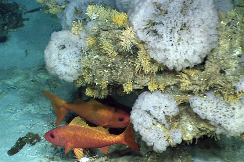 Two of a school of more than 20 Randall's snappers gather under an overhang covered in coral and sponges near Jarvis Island - photo © NOAA Ocean Exploration