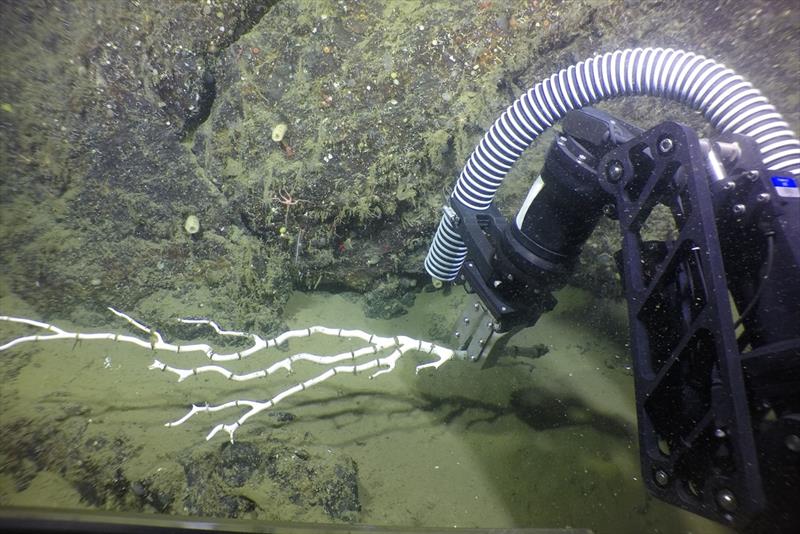 Manipulator arm of a remotely operated vehicle collecting skeleton of a dead bamboo coral in Monterey Bay National Marine Sanctuary. The canyons of Monterey Bay are some of the most extensively surveyed deep-sea coral and sponge habitats in U.S. waters photo copyright NOAA, Global Foundation for Ocean Exploration taken at  and featuring the Environment class