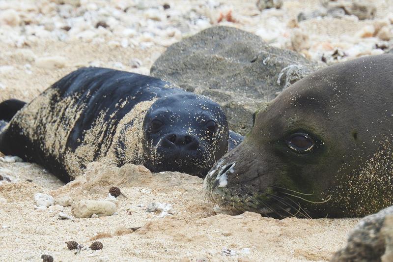 Students at Kahuku Elementary gifted the name U'i Mea Ola (`beautiful survivor`) to RJ58's (Kaimana) new pup - photo © Hawaii Marine Animal Response (Permit #24359)