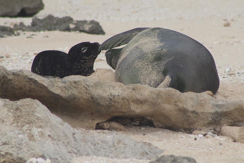 Hawaiian monk seal pup U'i Mea Ola was born January 28, 2023 photo copyright NOAA Fisheries (Permit #24359) taken at  and featuring the Environment class