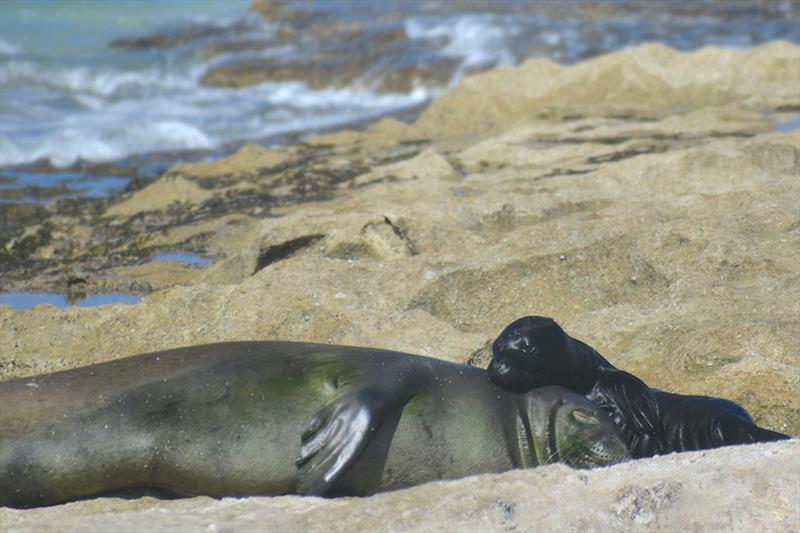 Mother seal RJ58 (Kaimana) was born on a busy Waikiki beach, but she gave birth to her pup in a much quieter spot—the north shore of O'ahu. U'i Mea Ola is the first pup of 2023 in the main Hawaiian Islands - photo © Hawaii Marine Animal Response (Permit #24359)