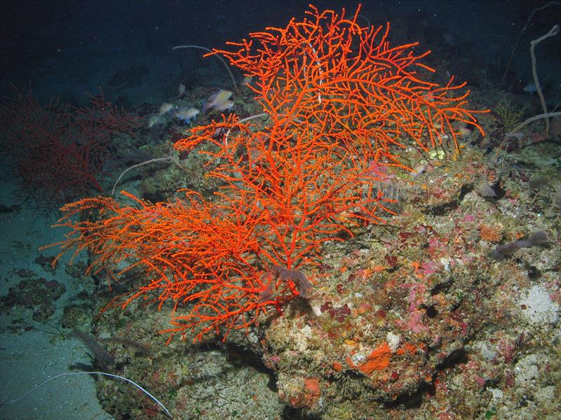Swiftia exserta corals were one of the species targeted for study during the 2022 Mesophotic Deep Benthic Communities cruises, part of the Deepwater Horizon restoration program efforts - photo © Kelly Martin / NOAA Fisheries