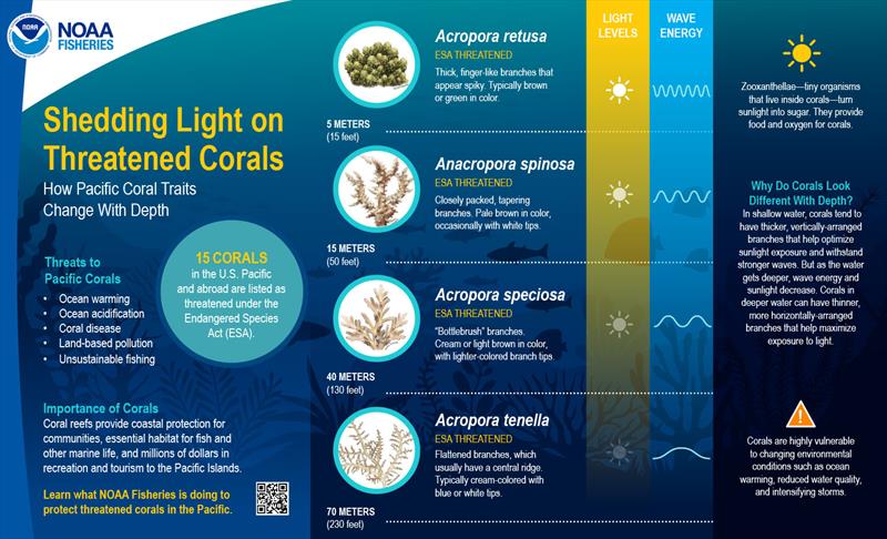 An infographic for the Corals Week digital campaign helped showcase some of the threatened coral species in the Pacific Islands region photo copyright NOAA Fisheries taken at  and featuring the Environment class